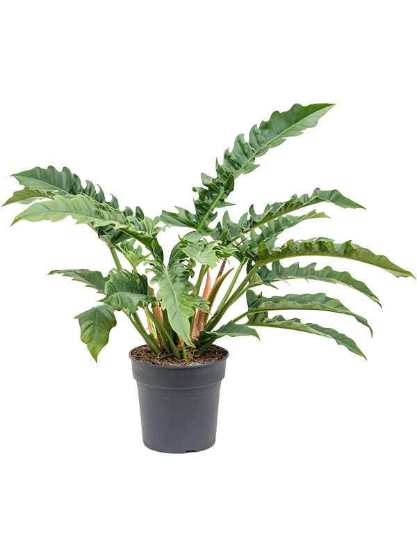 Lush Heart-Leaf Philodendron 'Narrow' Indoor House Plants
