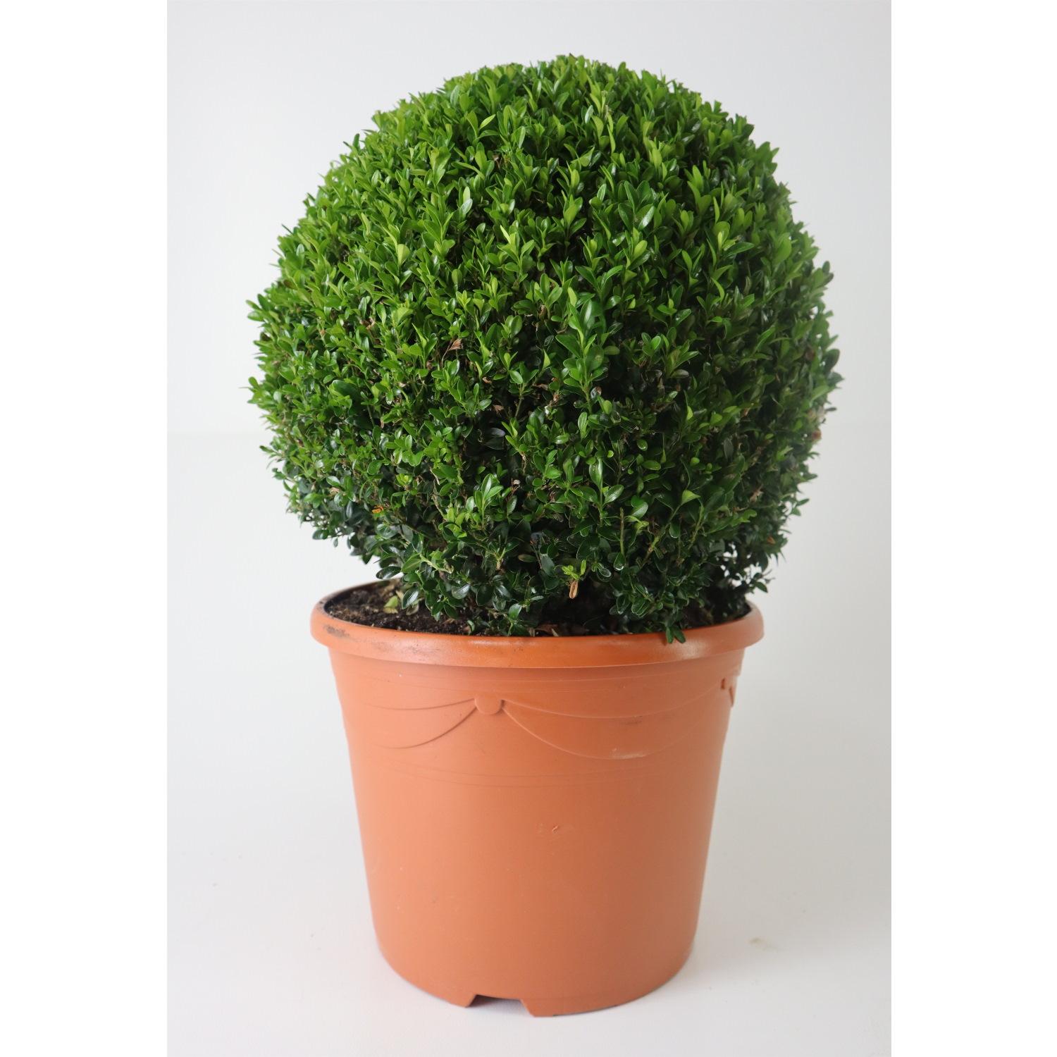 Photogenic Boxwood Buxus ball, Box ball (Buxus sempervirens)