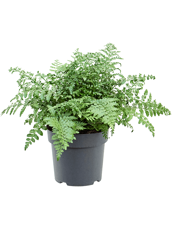 Delicate Birds Nest Fern Asplenium dimorphum 'Parvati' Indoor House Plants
