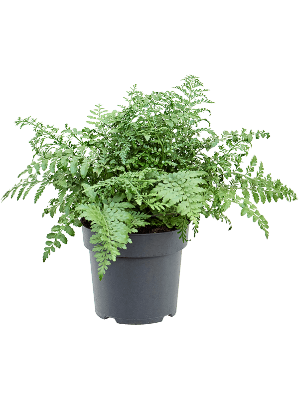 Delicate Birds Nest Fern Asplenium dimorphum 'Parvati' Indoor House Plants