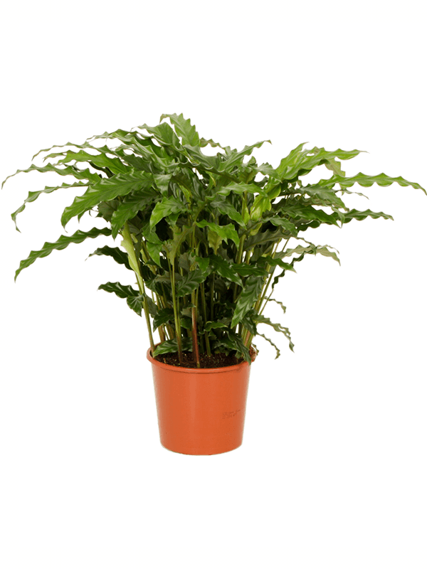 Fancy Peacock Plant Calathea rufibarba 'Blue grass' Indoor House Plants