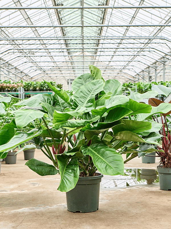 Easy-Care Heart-Leaf Philodendron Green Congo Indoor House Plants