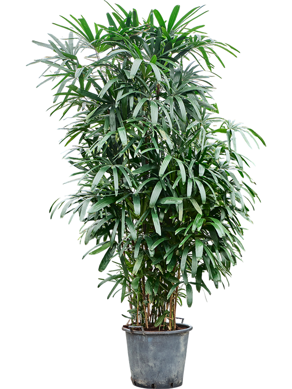 Tropical Lady Palm Rhapis excelsa Indoor House Plants