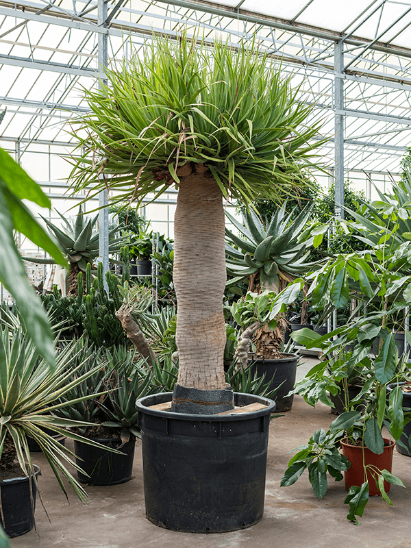 Easy-Care Dragon Tree Dracaena draco Tall Indoor House Plants Trees