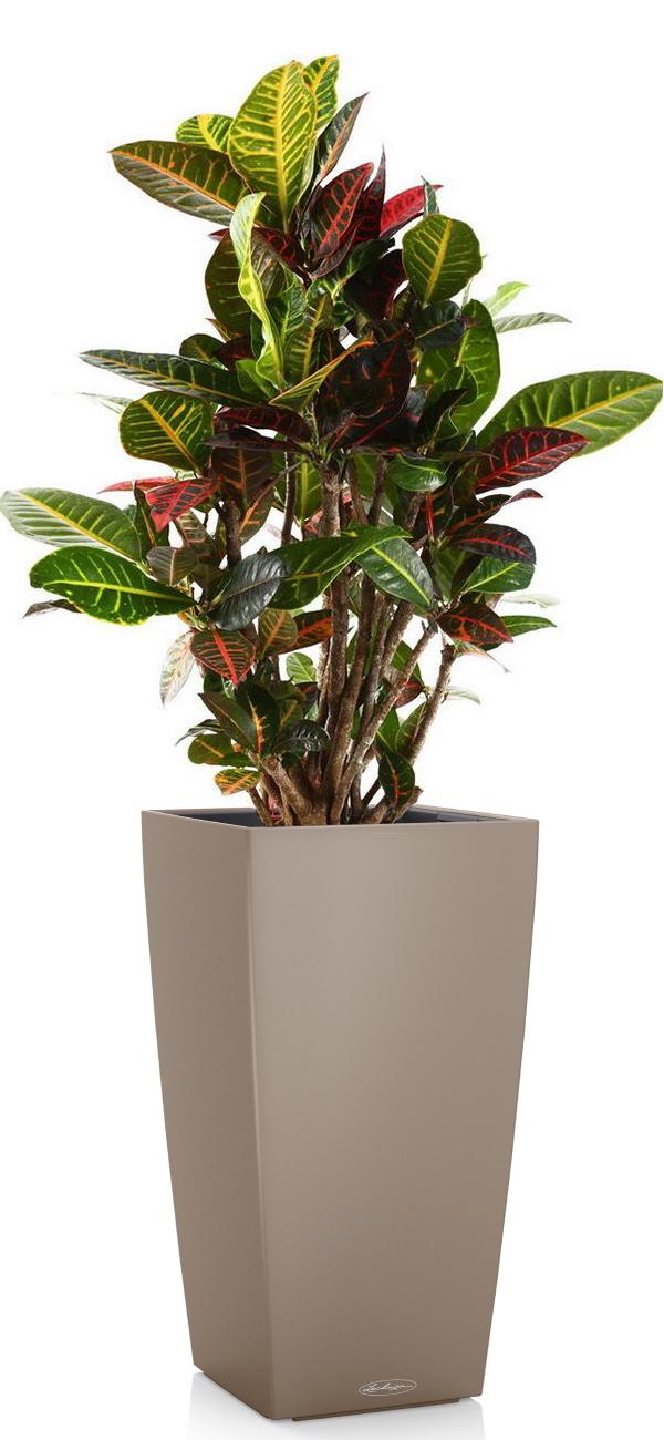 Codiaeum Petra in LECHUZA CUBICO Color Self-watering Planter, Total Height 130 cm