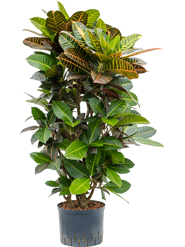 Colorful Croton (Codiaeum) variegatum 'Petra' Indoor House Plants