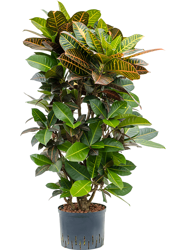 Colorful Croton (Codiaeum) variegatum 'Petra' Indoor House Plants