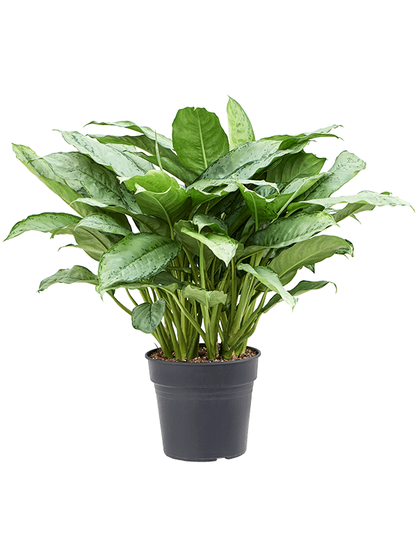 Shade-loving Chinese Evergreen Aglaonema 'Freedman' Indoor House Plants