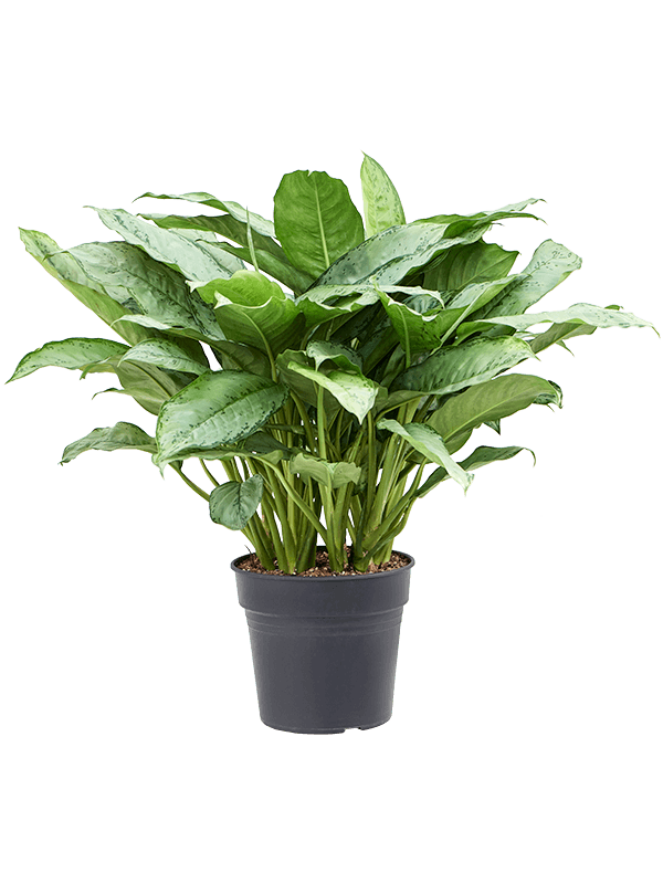 Shade-loving Chinese Evergreen Aglaonema 'Freedman' Indoor House Plants