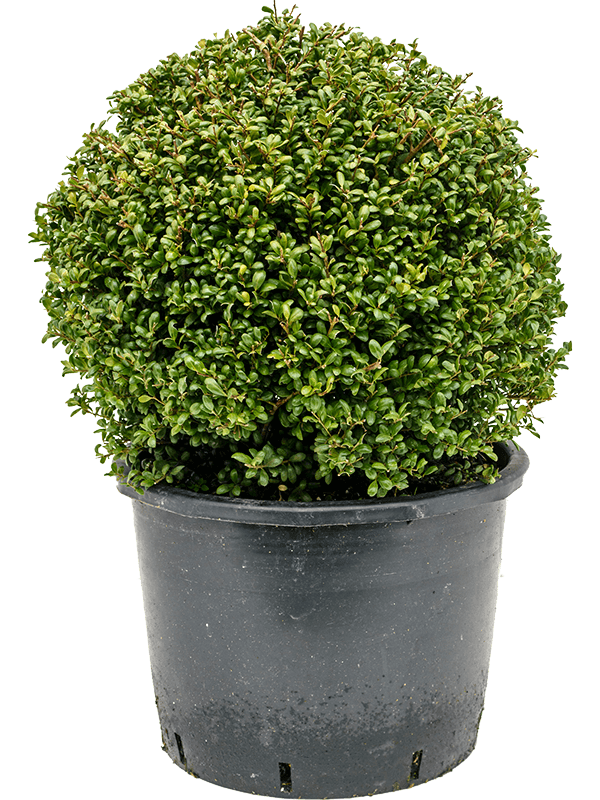 Cute Japanese Holly Ilex crenata 'Convexa'