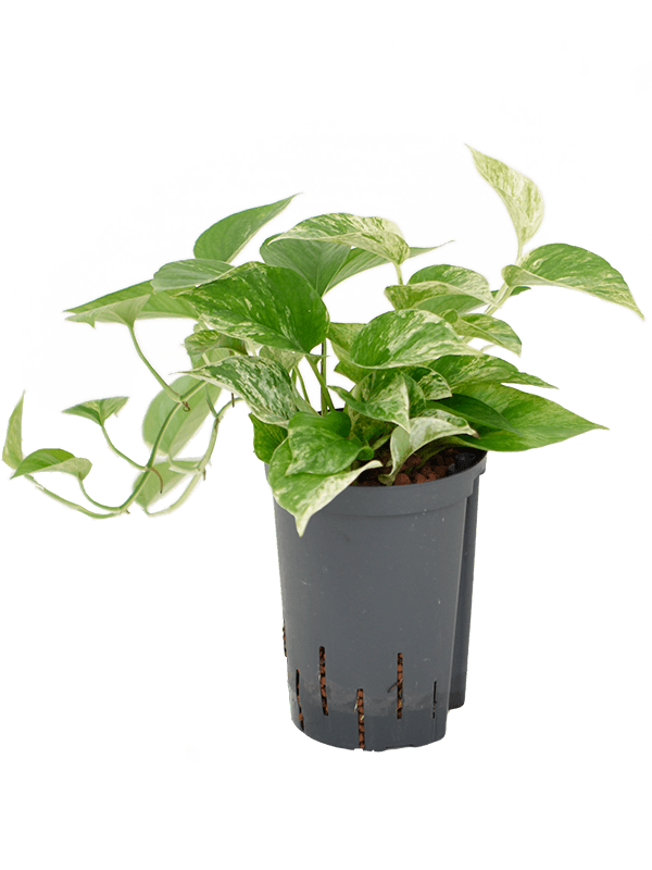 Shade-loving Satin Pothos Scindapsus (Epipremnum) 'Marble Queen' Indoor House Plants