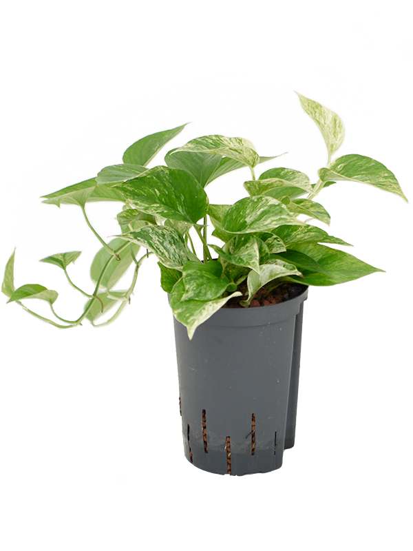 Shade-loving Satin Pothos Scindapsus (Epipremnum) 'Marble Queen' Indoor House Plants