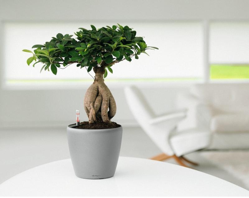 LECHUZA CLASSICO LS Round Poly Resin Self-watering Planter