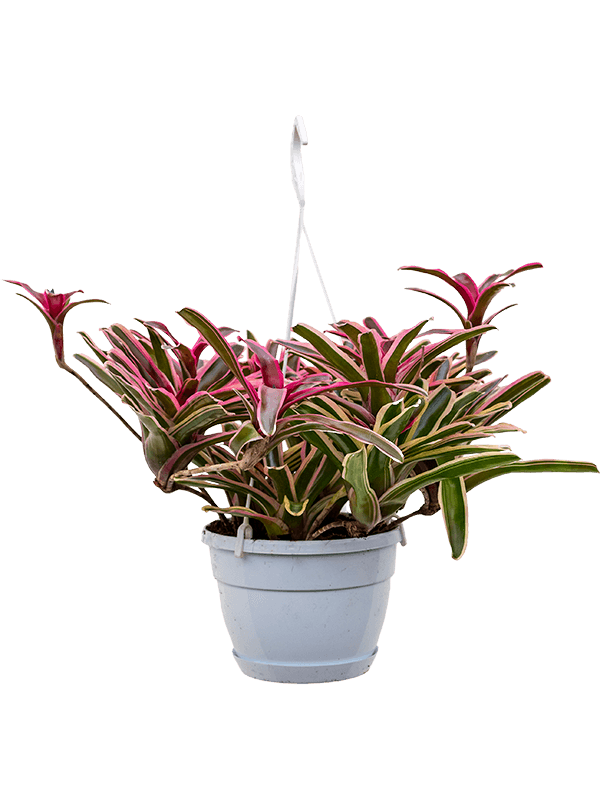 Colorful Blushing Bromeliad Neoregelia 'Fireball Donger' Indoor House Plants