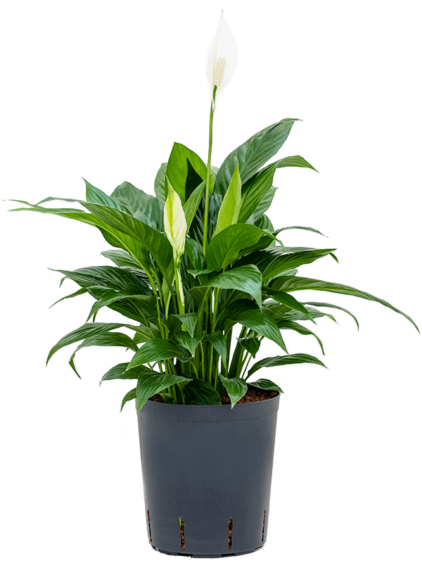 Photogenic Peace Lily Spathiphyllum 'Gokyo' Indoor House Plants