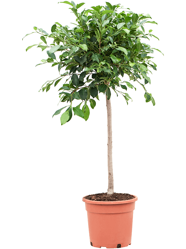 Lush Weeping Fig Ficus microcarpa ‘Nitida’ Tall Indoor House Plants Trees