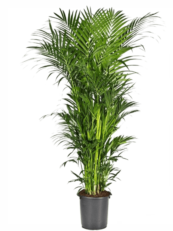 Lush Sentry Palm Kentia (Howea) forsteriana Indoor House Plants