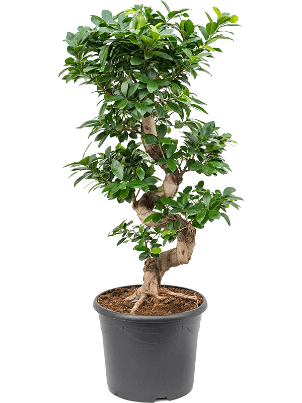 Lush Curtain Fig Ficus microcarpa 'Compacta' Tall Indoor House Plants Trees