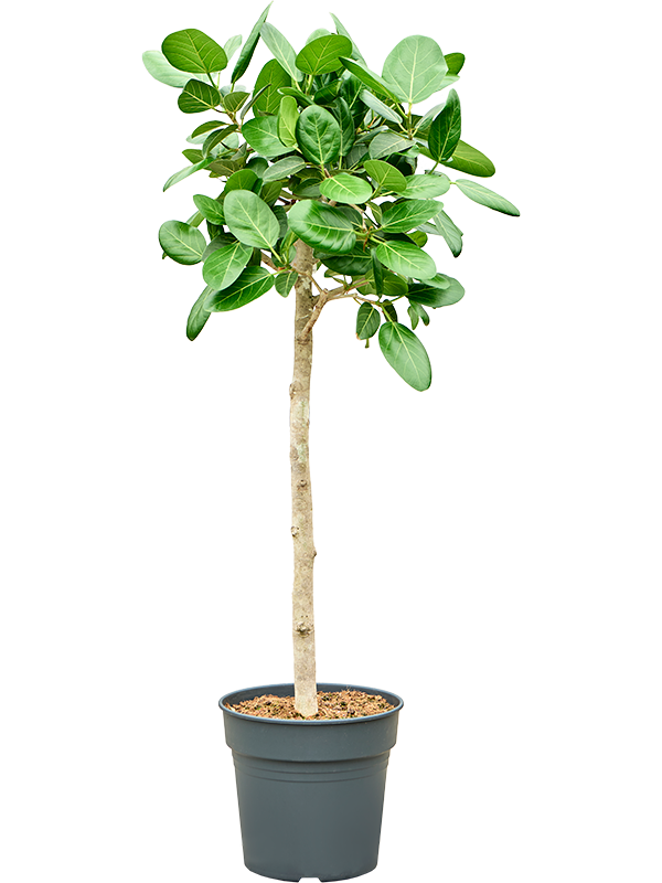 Lush Banyan Fig Ficus benghalensis 'Audrey' Indoor House Plants