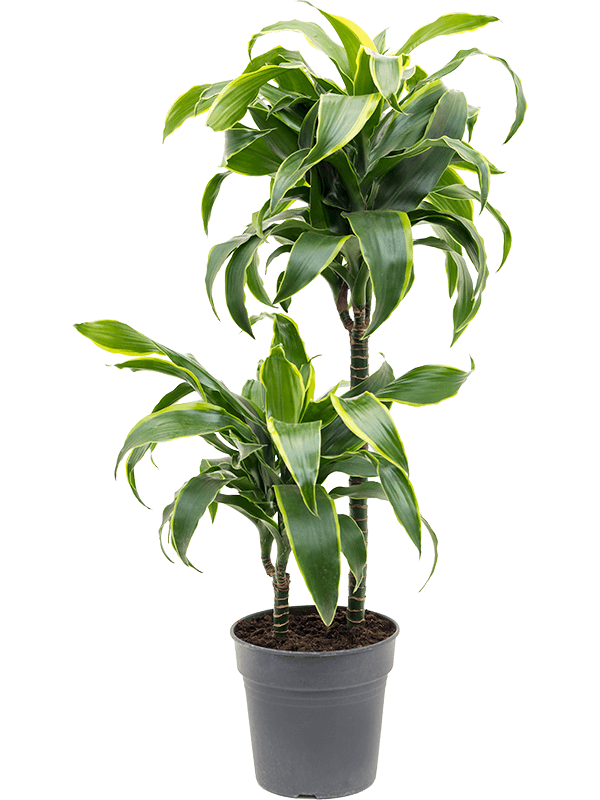 Insta-friendly Corn Plant Dracaena fragrans 'Dorado' Tall Indoor House Plants Trees