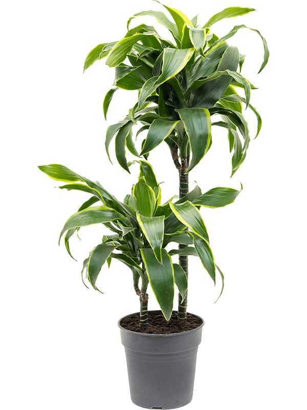 Insta-friendly Corn Plant Dracaena fragrans 'Dorado' Tall Indoor House Plants Trees