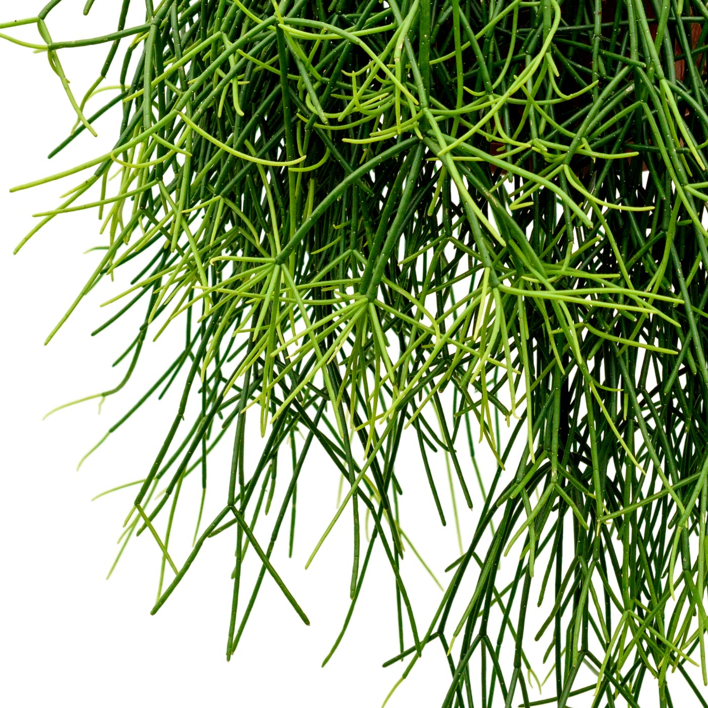 Easy-Care Mistletoe Cactus Rhipsalis pulchra Indoor House Plants