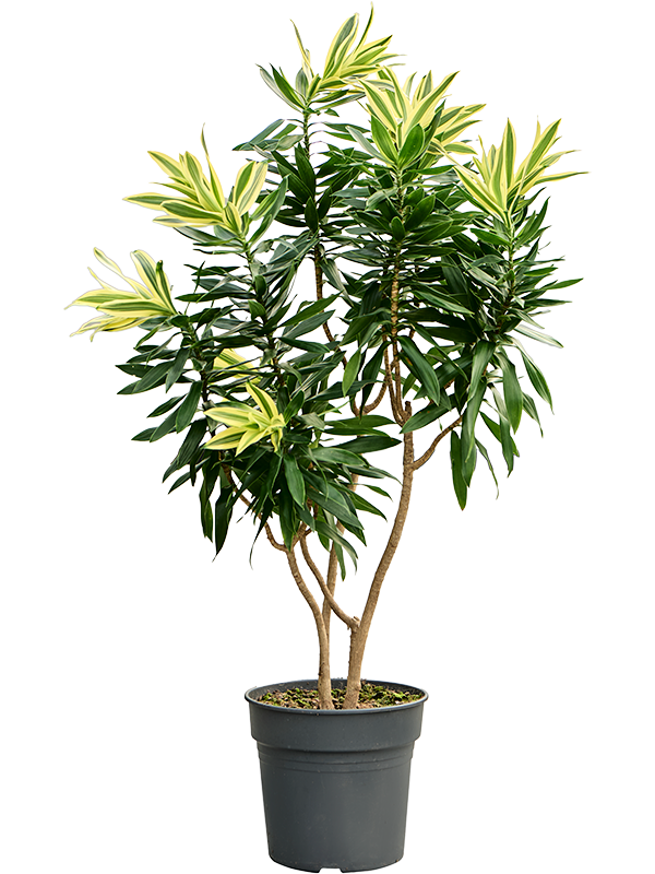 Colorful Pleomele (Dracaena) reflexa 'Song of Sri Lanka' Tall Indoor House Plants Trees