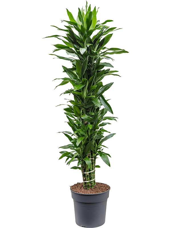 Easy-Care Corn Plant Dracaena fragrans 'Janet Lind' Tall Indoor House Plants Trees