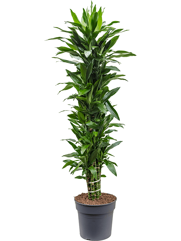 Easy-Care Corn Plant Dracaena fragrans 'Janet Lind' Tall Indoor House Plants Trees