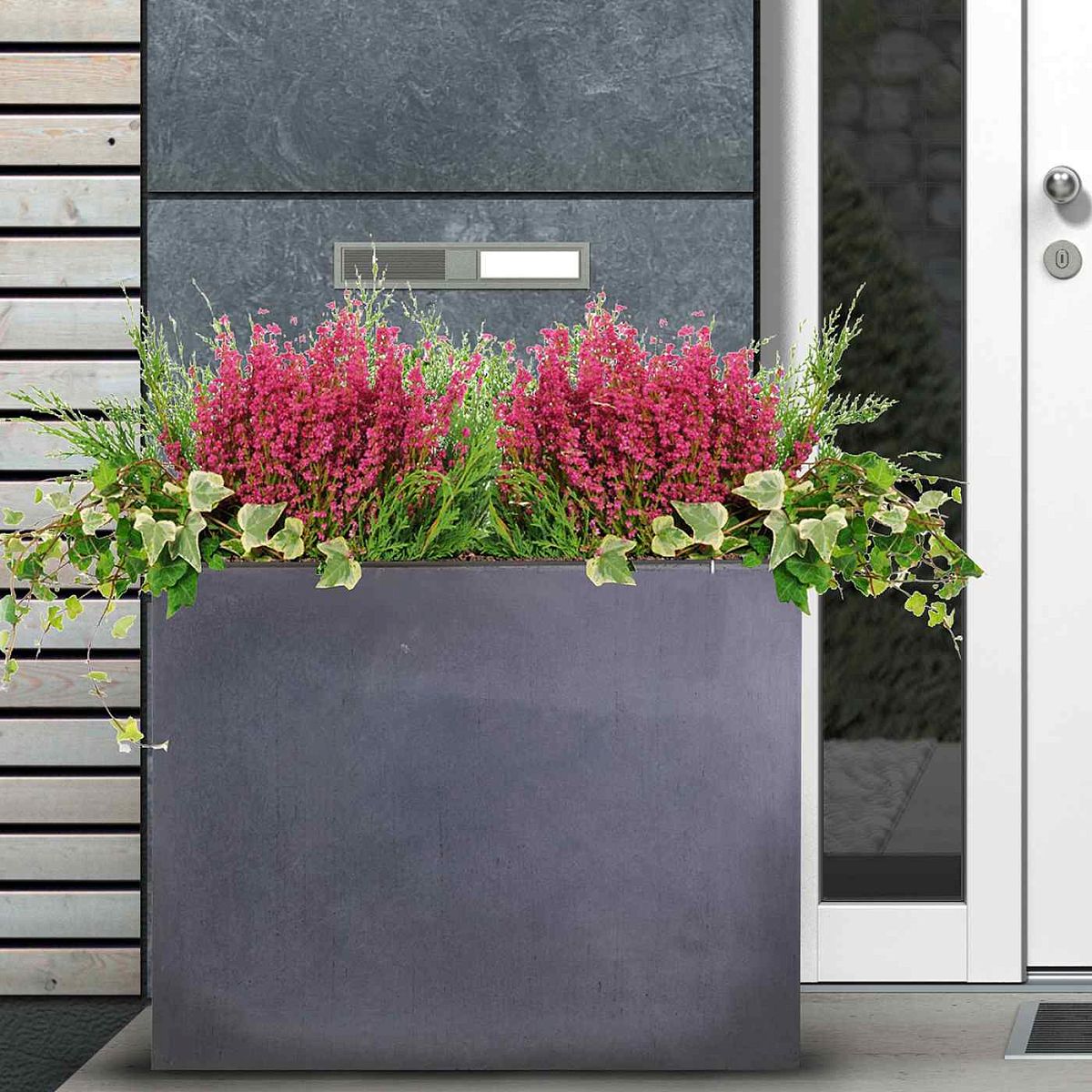 The easiest plants to grow for beginners The easiest plants to grow for beginners