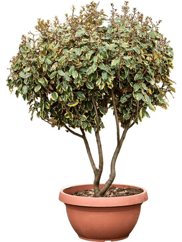 Elaeagnus ebbingei 'Viveleg'