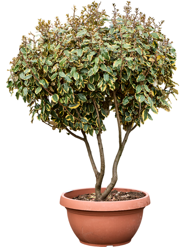 Elaeagnus ebbingei 'Viveleg'