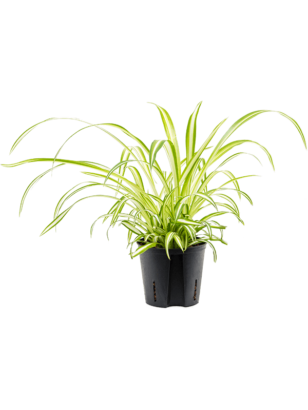 Cheerful Spider Plant Chlorophytum comosum 'Variegatum' Spider Plant Indoor House Plants