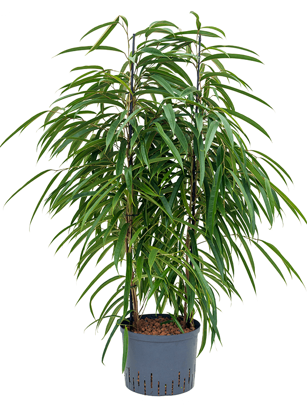 Lush Fig Tree Ficus binnendijkii 'Alii' Indoor House Plants