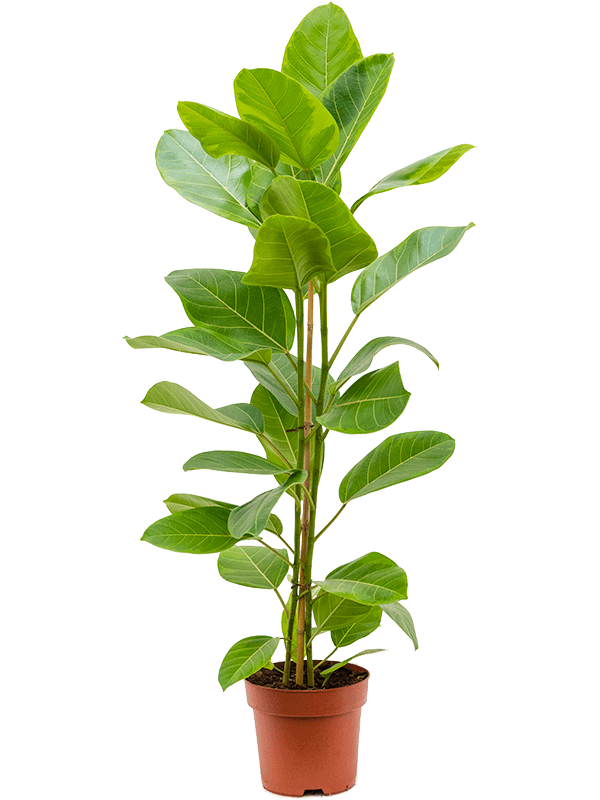Lush Fiddle Leaf Fig Ficus altissima 'Yellow Gem' Indoor House Plants