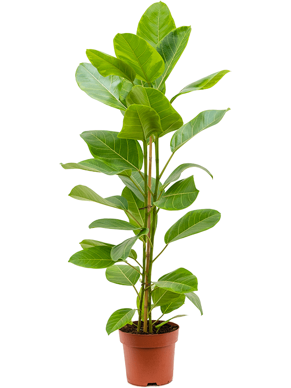 Lush Fiddle Leaf Fig Ficus altissima 'Yellow Gem' Indoor House Plants
