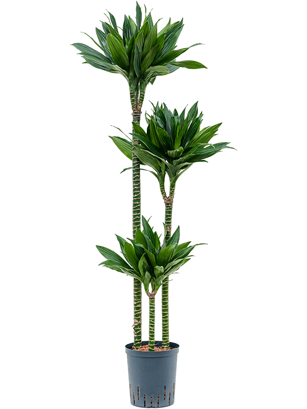 Photogenic Corn Plant Dracaena fragrans 'Green Jewel' Tall Indoor House Plants Trees