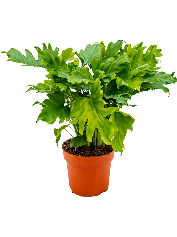 Lush Split-Leaf Philodendron bipinnatifidum 'Little hope' Indoor House Plants