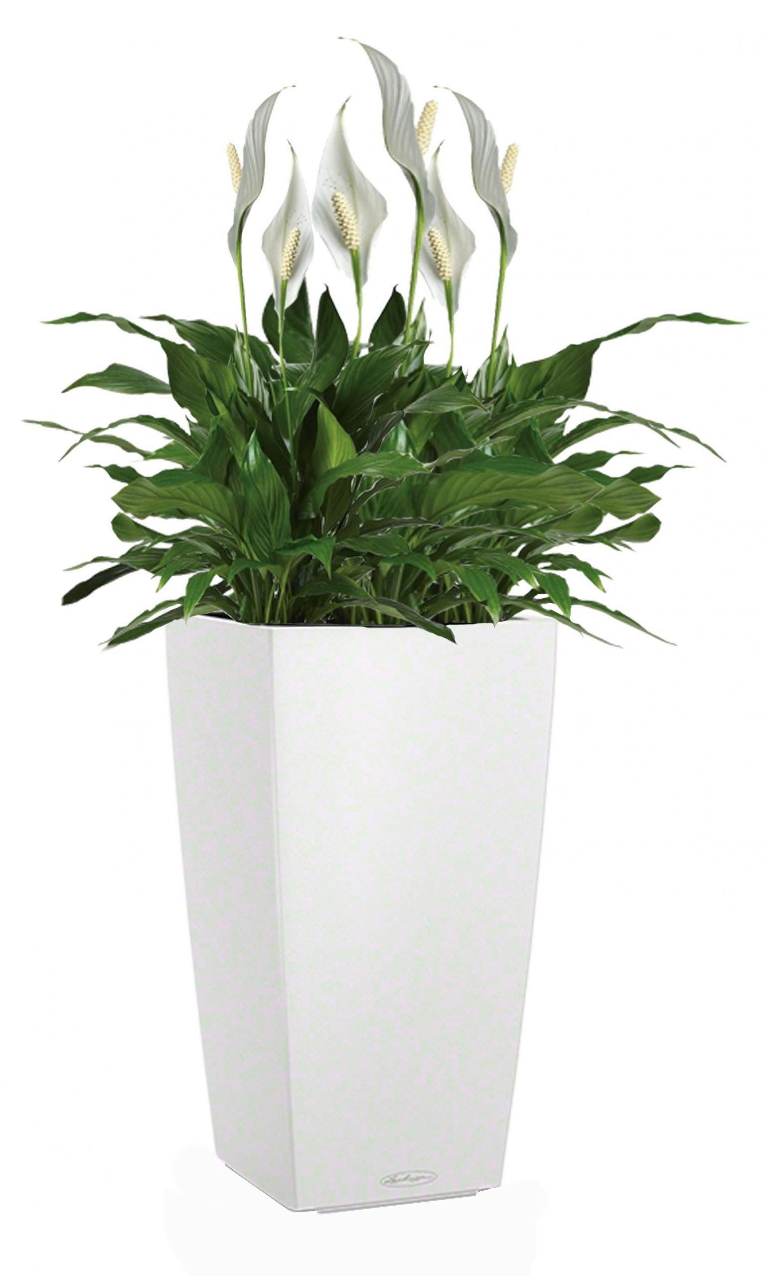 Blooming Spathiphyllum Sweet Chico in LECHUZA CUBICO Color Self-watering Planter, Total Height 60 cm