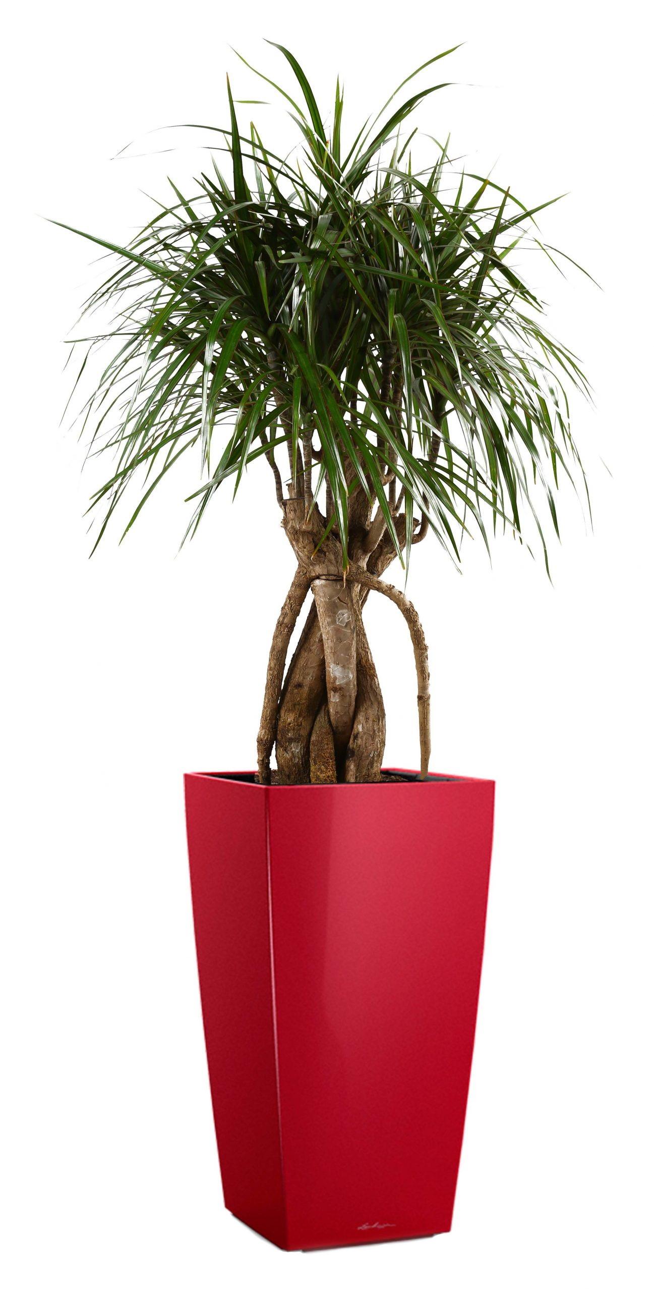 Dracaena Marginata in LECHUZA CUBICO Self-watering Planter, Total Height 150 cm