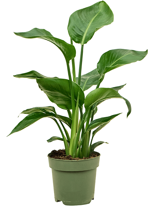 Tropical Bird of Paradise Strelitzia nicolai Indoor House Plants