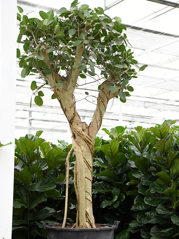 Lush Banyan Fig Ficus benghalensis (400-450) Tall Indoor House Plants Trees