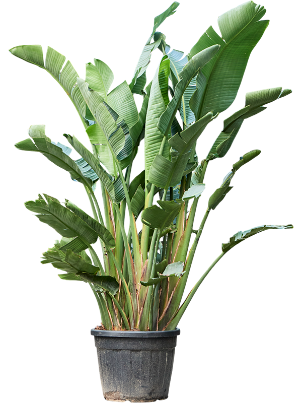 Strelitzia nicolai (180-200cm)