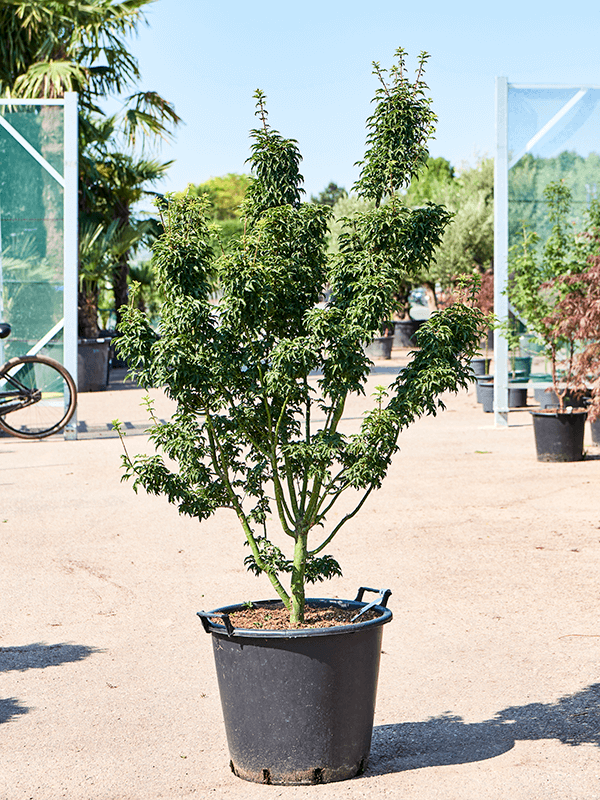 Lush Japanese Maple Acer pal. 'Shishigashira' Outdoor Plants
