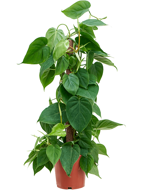 Lush Heart-Leaf Philodendron scandens Indoor House Plants