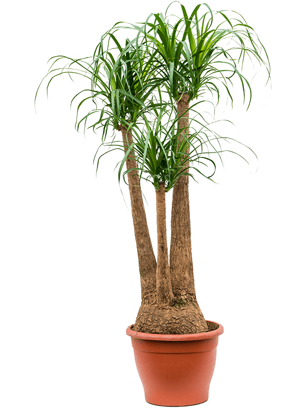 Tropical Ponytail Palm Beaucarnea recurvata Tall Indoor House Plants Trees