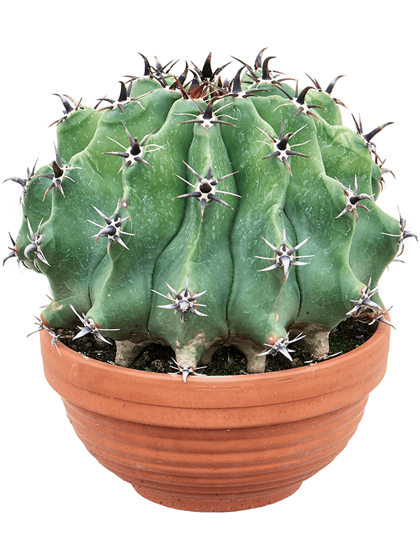 Cute Blue Barrel Cactus Ferocactus schwarzii Indoor House Plants