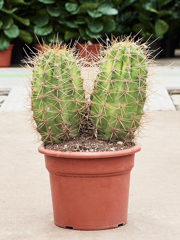 Pasacana Cactus Trichocereus pasacana 'variegata' Indoor House Plants