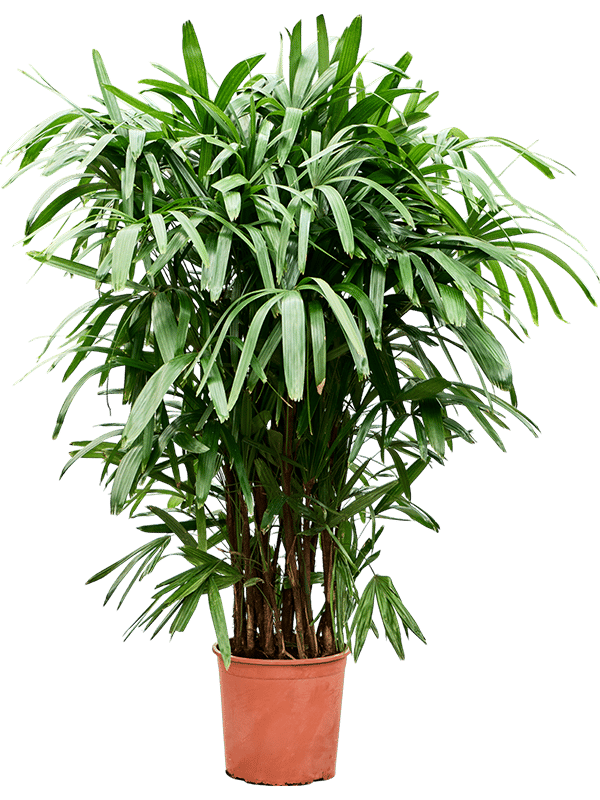 Tropical Lady Palm Rhapis excelsa Indoor House Plants