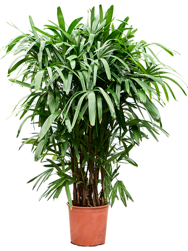 Tropical Lady Palm Rhapis excelsa Indoor House Plants